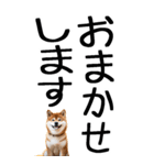 老眼でも見える柴犬スタンプ（個別スタンプ：27）
