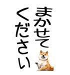 老眼でも見える柴犬スタンプ（個別スタンプ：28）