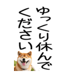 老眼でも見える柴犬スタンプ（個別スタンプ：29）