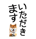 老眼でも見える柴犬スタンプ（個別スタンプ：30）