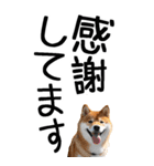 老眼でも見える柴犬スタンプ（個別スタンプ：31）