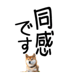 老眼でも見える柴犬スタンプ（個別スタンプ：32）