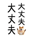 老眼でも見える柴犬スタンプ（個別スタンプ：33）