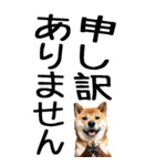 老眼でも見える柴犬スタンプ（個別スタンプ：34）