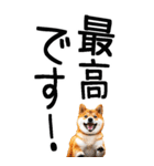 老眼でも見える柴犬スタンプ（個別スタンプ：36）