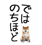 老眼でも見える柴犬スタンプ（個別スタンプ：37）