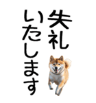 老眼でも見える柴犬スタンプ（個別スタンプ：40）