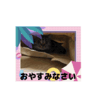 猫シャワー #あいさつ #普段使い（個別スタンプ：1）