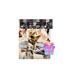 猫シャワー #あいさつ #普段使い（個別スタンプ：6）