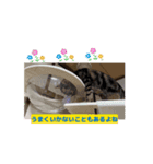 猫シャワー #あいさつ #普段使い（個別スタンプ：7）