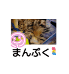 猫ムスメ #あいさつ    #普段使い（個別スタンプ：3）