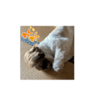 まーすけかわいい（個別スタンプ：1）