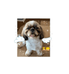 まーすけかわいい（個別スタンプ：8）