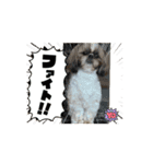 まーすけかわいい（個別スタンプ：12）