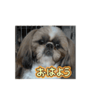 まーすけかわいい（個別スタンプ：13）