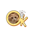 コロとピノの動くスタンプ①（個別スタンプ：6）