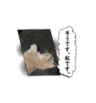 コロとピノの動くスタンプ①（個別スタンプ：8）