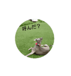 日々是好日徒然犬猫3（個別スタンプ：1）