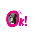 日々是好日徒然犬猫3（個別スタンプ：3）
