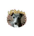 日々是好日徒然犬猫3（個別スタンプ：5）