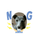 日々是好日徒然犬猫3（個別スタンプ：6）