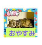 普段使いの猫スタンプ#あいさつ#猫（個別スタンプ：1）