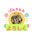 普段使いの猫スタンプ#あいさつ#猫（個別スタンプ：2）