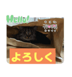 普段使いの猫スタンプ#あいさつ#猫（個別スタンプ：3）