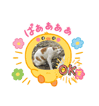 普段使いの猫スタンプ#あいさつ#猫（個別スタンプ：5）