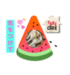 普段使いの猫スタンプ#あいさつ#猫（個別スタンプ：6）