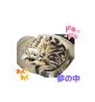 普段使いの猫スタンプ#あいさつ#猫（個別スタンプ：7）