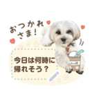 こいもとこつぶのごあいさつ1（個別スタンプ：1）