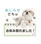 こいもとこつぶのごあいさつ1（個別スタンプ：2）
