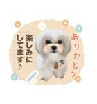 こいもとこつぶのごあいさつ1（個別スタンプ：3）