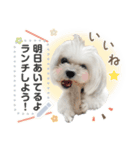 こいもとこつぶのごあいさつ1（個別スタンプ：4）
