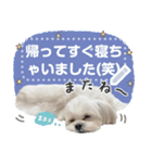 こいもとこつぶのごあいさつ1（個別スタンプ：5）