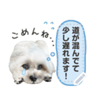 こいもとこつぶのごあいさつ1（個別スタンプ：6）