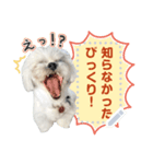 こいもとこつぶのごあいさつ1（個別スタンプ：7）