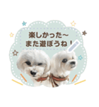 こいもとこつぶのごあいさつ1（個別スタンプ：8）