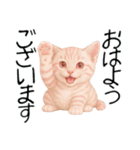 推し猫【桃】.（個別スタンプ：8）