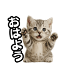 日常会話verマンチカンの子猫（個別スタンプ：1）