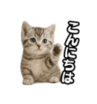 日常会話verマンチカンの子猫（個別スタンプ：2）