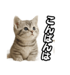 日常会話verマンチカンの子猫（個別スタンプ：3）