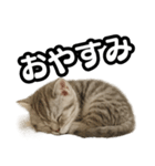 日常会話verマンチカンの子猫（個別スタンプ：4）