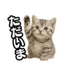 日常会話verマンチカンの子猫（個別スタンプ：5）