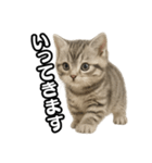 日常会話verマンチカンの子猫（個別スタンプ：6）