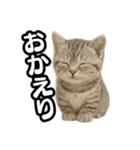 日常会話verマンチカンの子猫（個別スタンプ：8）