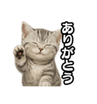 日常会話verマンチカンの子猫（個別スタンプ：9）