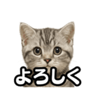 日常会話verマンチカンの子猫（個別スタンプ：12）