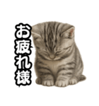 日常会話verマンチカンの子猫（個別スタンプ：14）